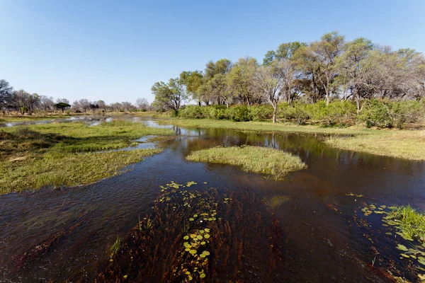 Paisagem nos pântanos do Okavango — Fotografia de Stock