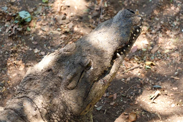 Porträt eines Nilkrokodils — Stockfoto