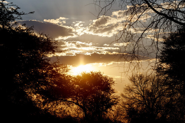African sunset with tree in front, Okawango Delta, Nort West, Botswana