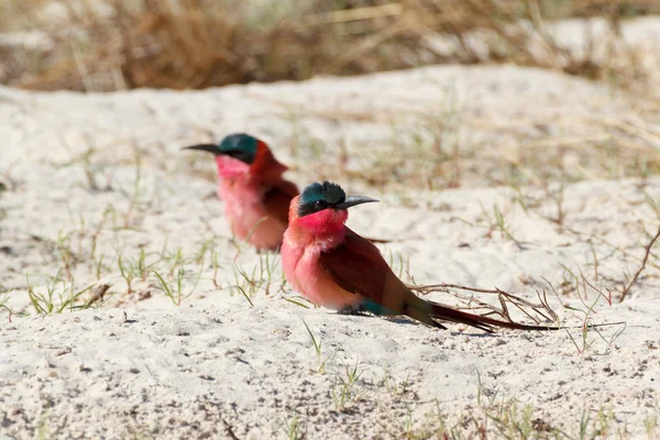 Large nesting colony of Nothern Carmine Bee-eater — Stock Photo, Image
