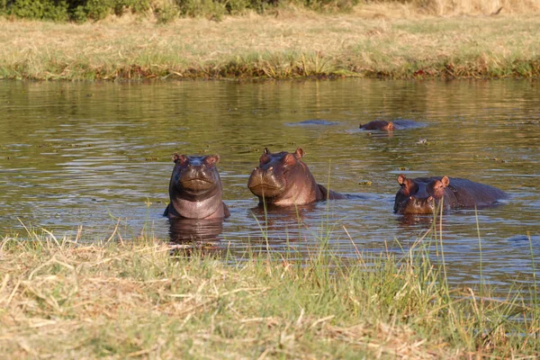 Portret hipopotam hipopotam — Zdjęcie stockowe