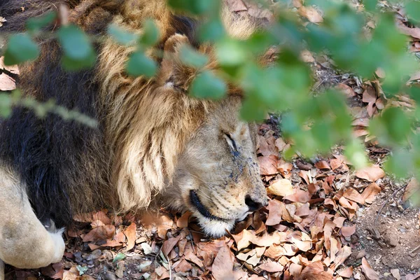 Portrait of big sleeping male Lion — Stock Photo, Image