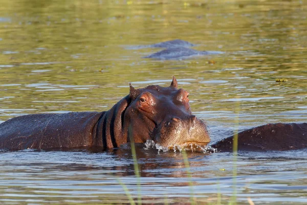 Hippo su aygırı hipopotam portresi — Stok fotoğraf