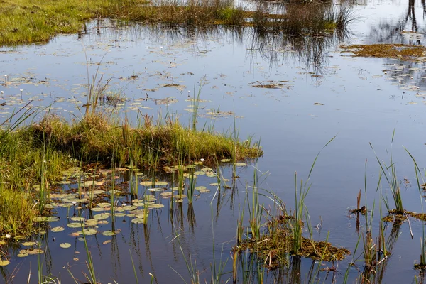 Landschap in de Okavango moerassen — Stockfoto