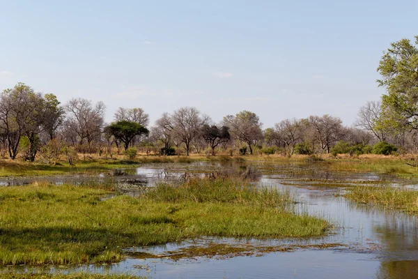 Landscape in the Okavango swamps — Stock Photo, Image