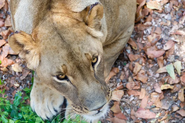 Portrait of Lion female — Stock Photo, Image