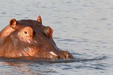 Hippo su aygırı hipopotam portresi