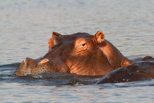 Retrato de Hippo Hippopotamus Hippopotamus —  Fotos de Stock