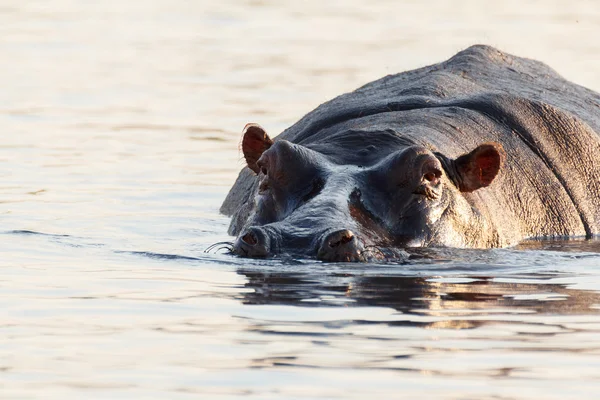 Portrait of Hippo Hippopotamus Hippopotamus — Stock Photo, Image