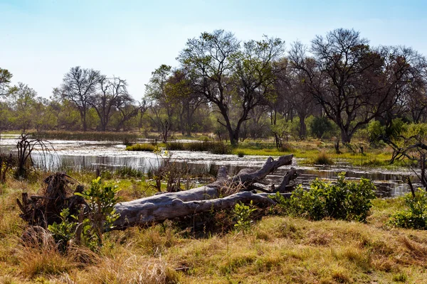 Landscape in the Okavango swamps — Stock Photo, Image