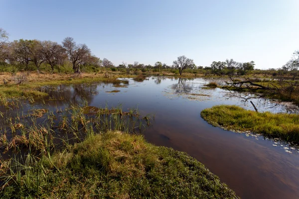 Landscape in the Okavango swamps — Stock Photo, Image