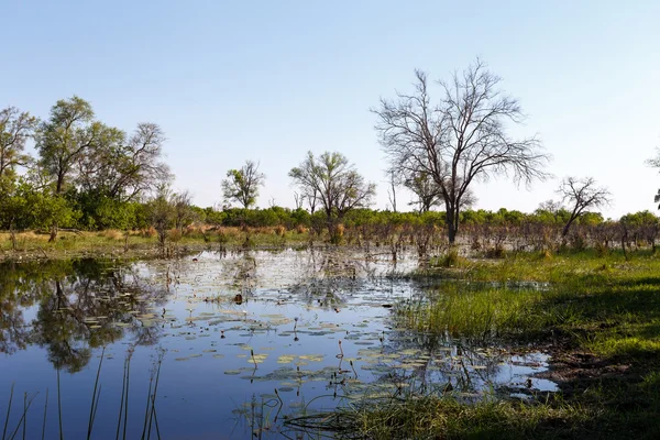 Paisagem nos pântanos do Okavango — Fotografia de Stock