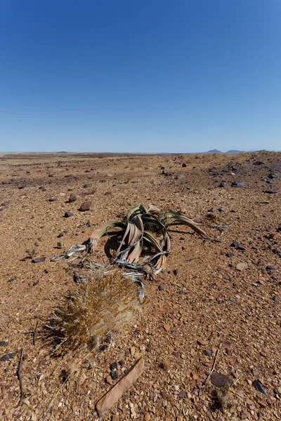 Welwitschia mirabilis, Incrível planta do deserto, fóssil vivo — Fotografia de Stock