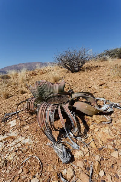 Welwitschia mirabilis, Increíble planta del desierto, fósil vivo — Foto de Stock