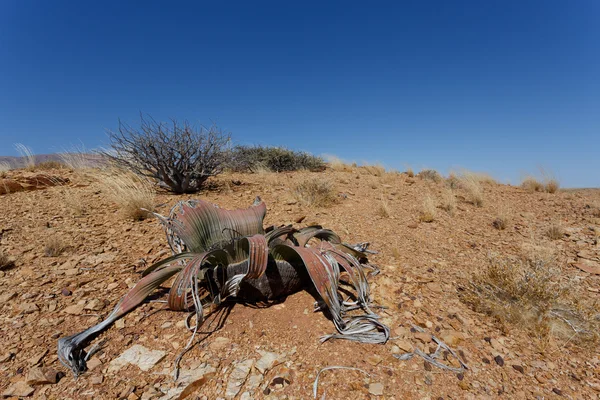 Welwitschia mirabilis, Impressionante pianta del deserto, fossile vivente — Foto Stock