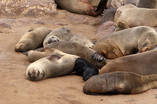 Pequeño bebé león marino en Cape Cross — Foto de Stock