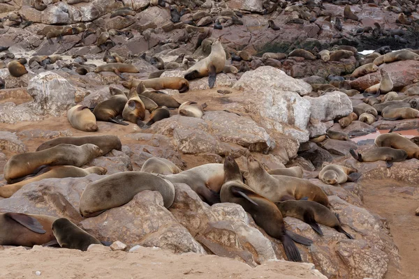 Leões-marinhos em Cabo Cruz, Namíbia, vida selvagem — Fotografia de Stock