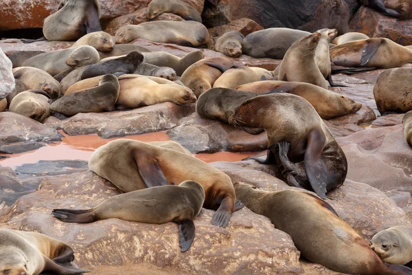 Lwy morskie w Cape Cross, Namibia, przyrody — Zdjęcie stockowe