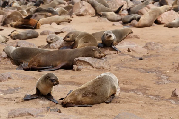 Lobos marinos en Cape Cross, Namibia, fauna — Foto de Stock