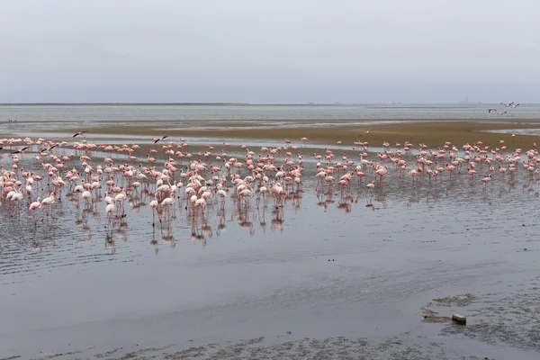 Walvis Bay Pembe Flamingo koloni — Stok fotoğraf