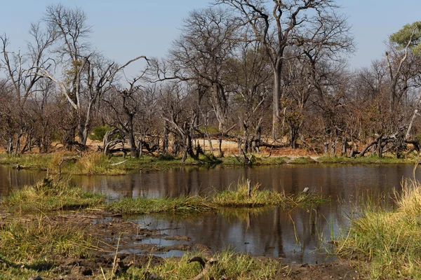 Moremi game reserve landscape