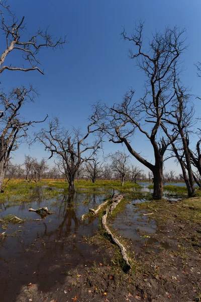 Moremi game reserve landskap — Stockfoto