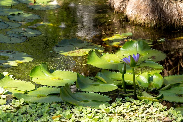 Water lily in kleine vijver — Stockfoto