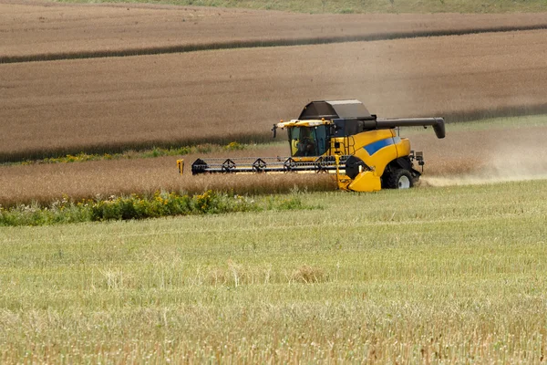 Combine harvesting rape — Stock Photo, Image