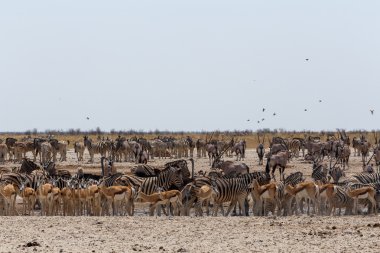 vahşi hayvanlar ile kalabalık su birikintisinin
