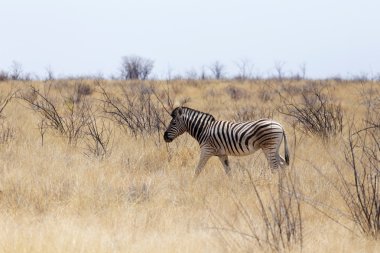 Zebra Afrika Bush