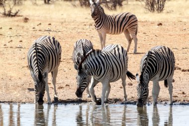 Zebra Afrika Bush