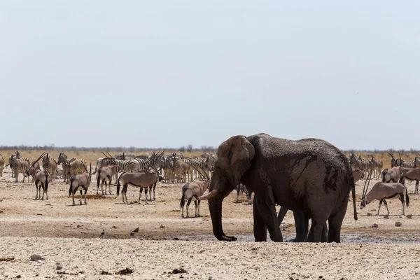 Abarrotado pozo de agua con elefantes — Foto de Stock