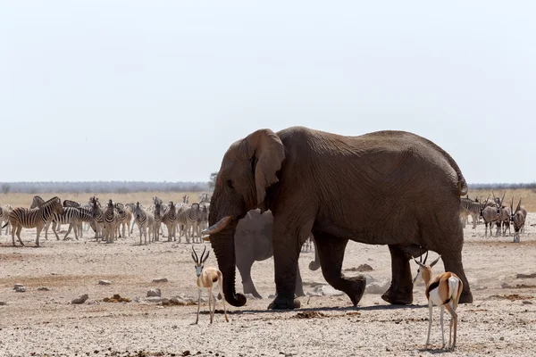 Pozzo d'acqua affollato con elefanti — Foto Stock