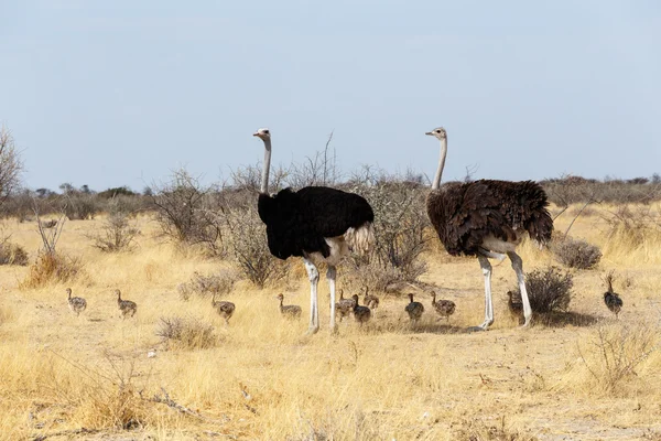 Family of Ostrich with chickens, Namibia — Stock Photo, Image