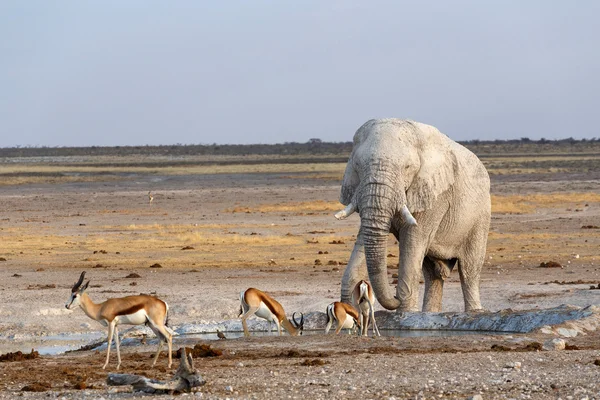 Witte Afrikaanse olifanten in Etosha — Stockfoto