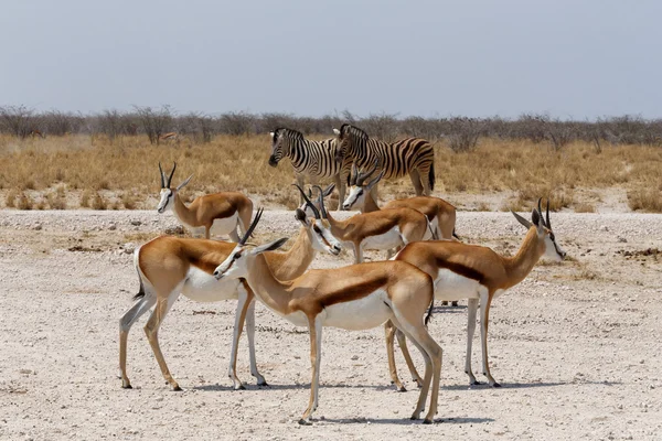 Κοπάδι των springbok σε Etosha — Φωτογραφία Αρχείου