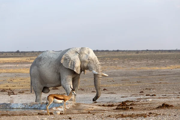 Bílý afrických slonů v Etosha — Stock fotografie