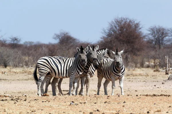 Cebra en arbusto africano —  Fotos de Stock