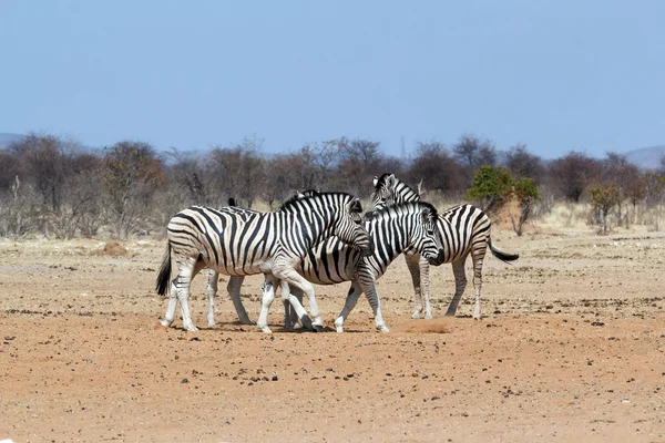 Zebra az afrikai bokor — Stock Fotó