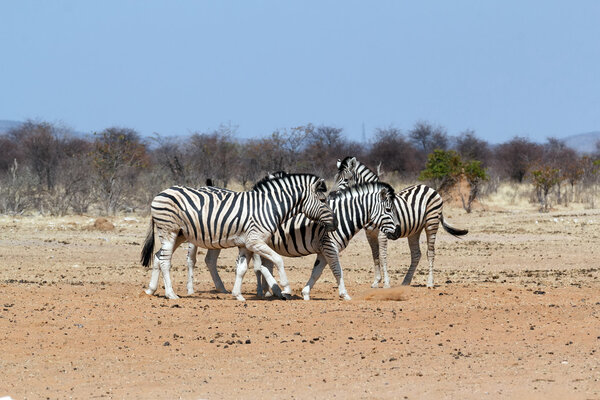 Zebra in african bush. Etosha national Park, Ombika, Kunene, Namibia. Wildlife.