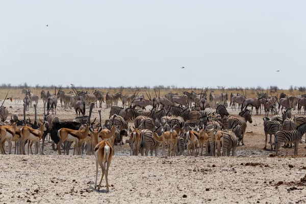 Vahşi hayvanlar ile kalabalık su birikintisinin — Stok fotoğraf