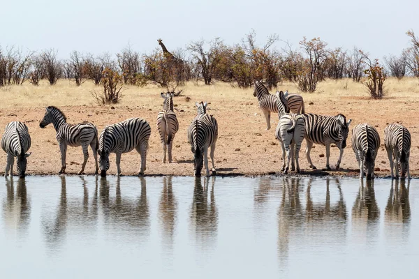 Zebra az afrikai bokor — Stock Fotó