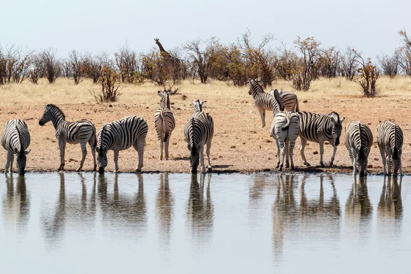 Zebra em arbusto africano — Fotografia de Stock