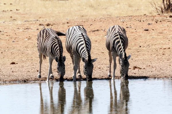 Zebra az afrikai bokor — Stock Fotó