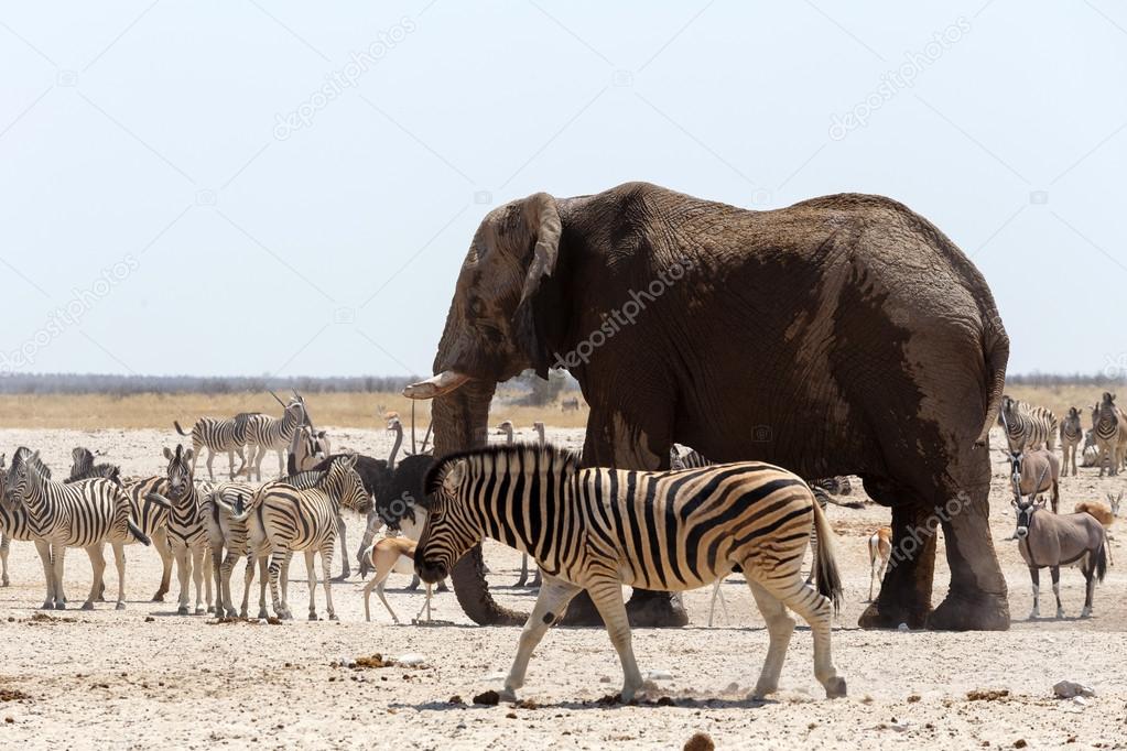 crowded waterhole with Elephants