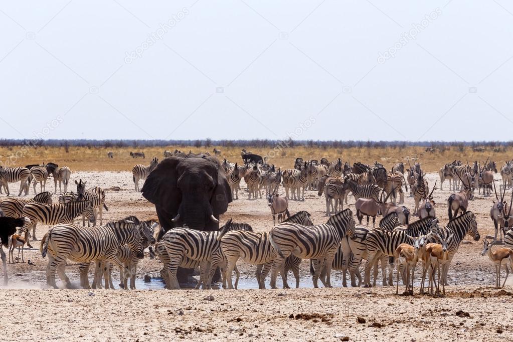 crowded waterhole with Elephants