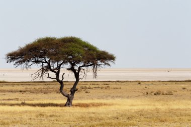 Açık savana Plains Afrika büyük akasya ağacı