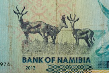 10 Namibya Doları banknot detay