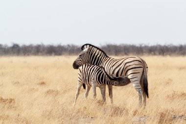 Zebra yavru Afrika bush annesi ile