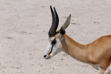 Springbok etkin olarak